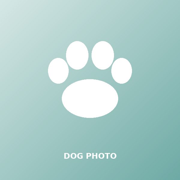 Teddy